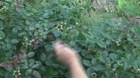 A rose that has already bloomed Stock-Footage 274712528