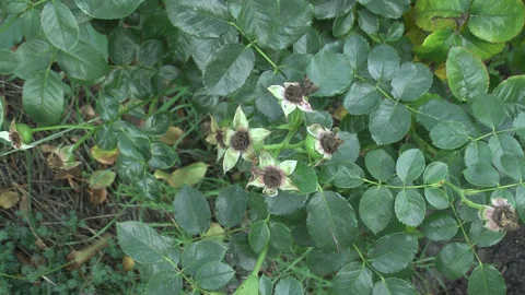 A rose that has already bloomed Vídeo Stock 274712736