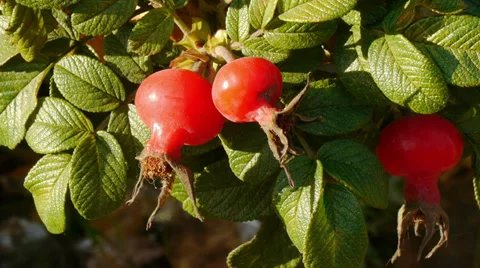 Rose haw Video stock 37136600