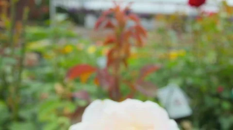 Rose HD Stock Footage 759061