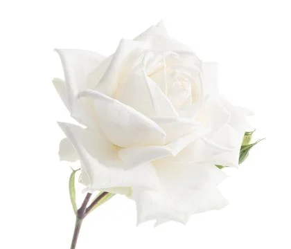 Rose head isolated on white Stock Photos