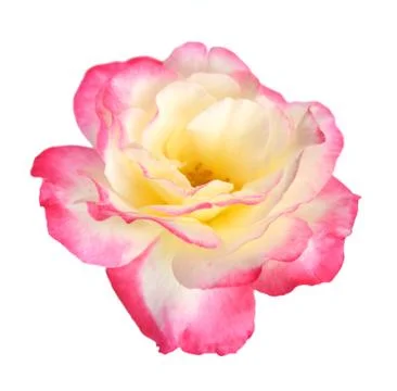 Rose head Stock Photos