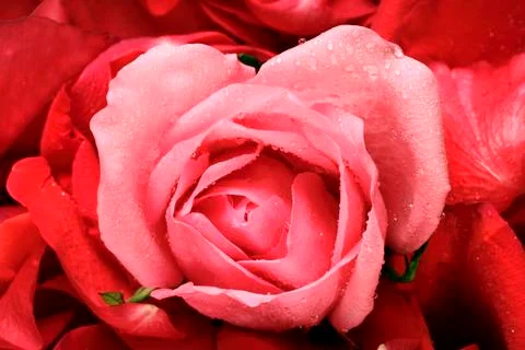 Rose heart Stock Photos