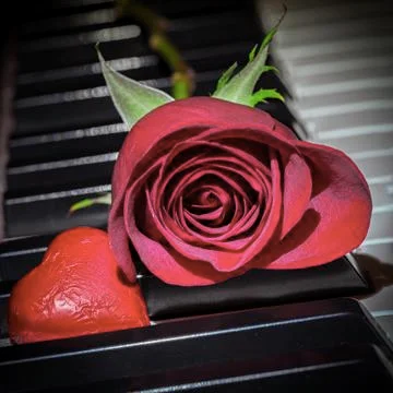 Rose heart Stock Photos