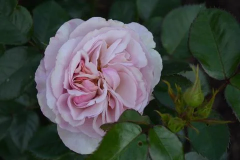 Rose Hercules Stockfoto's