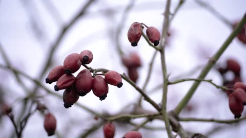 Rose hip berries on branches in natural environment close up. Stock Footage 335516519