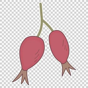 Rose hip berries Stock Illustration