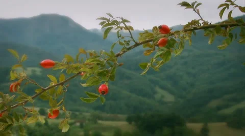Rose hip Branch Stock Footage