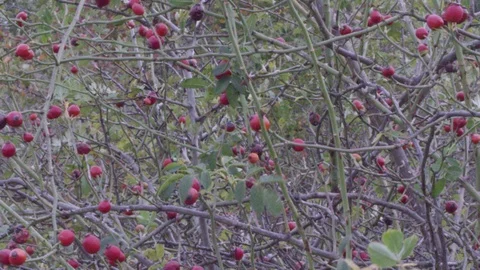 Rose-hip bush Vídeos de archivo 119099042