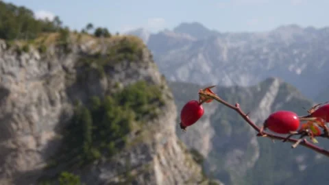Rose hip bush with red rose hip berries swaying in breeze in a mountain valley. Stock Footage 253034765