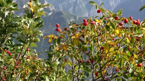 Rose hip bush with red rose hip berries swaying in breeze in a mountain valley. Stock Footage 253035019