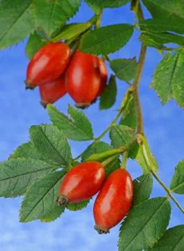 Rose hip close up Stock Photos