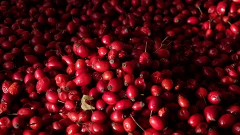 Rose hip falling from above on the table. Empty space for copy paste. Stock Footage 182329634