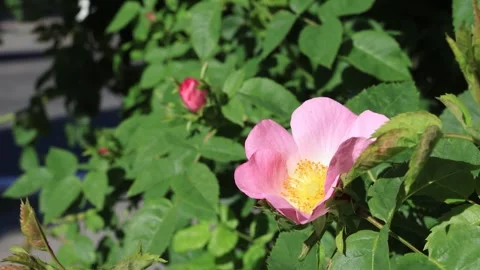 Rose hip flower close-up on a large green bush 動画素材 279577606