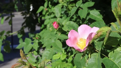 Rose hip flower close-up on a large green bush Stock Footage 279578212