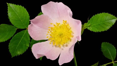 Rose hip flower macro timelapse on black Stock Footage 130949678