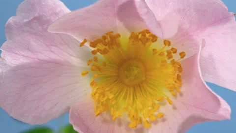Rose hip flower macro timelapse on blue Stock Footage 145910736