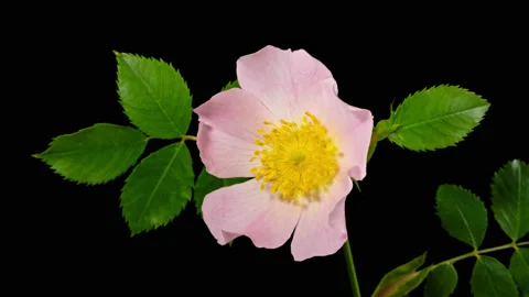 Rose hip flower macro timelapse on black Stock Footage 219951183