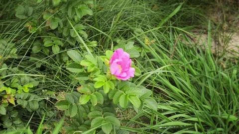 Rose hip flowering in the wild Stock Footage