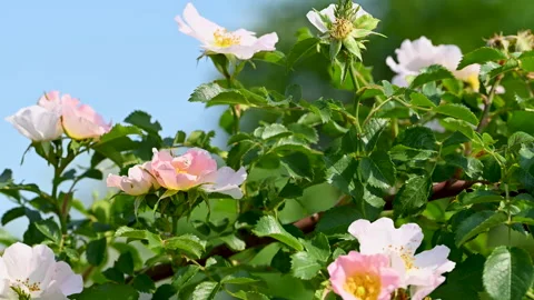 Rose hip flowers Stock Footage 310518504