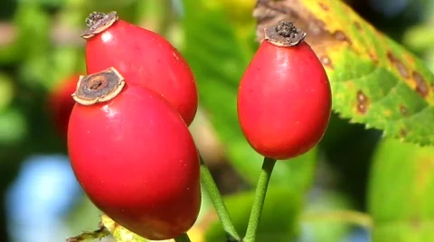 Rose hip Stock Footage 861243