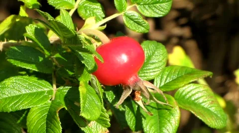Rose hip Stock Footage 861244