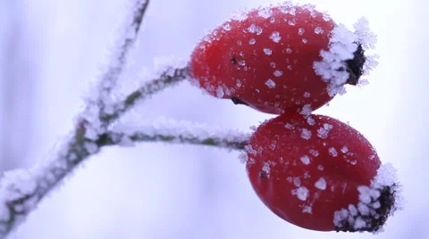 Rose hip Stock-Footage 974636