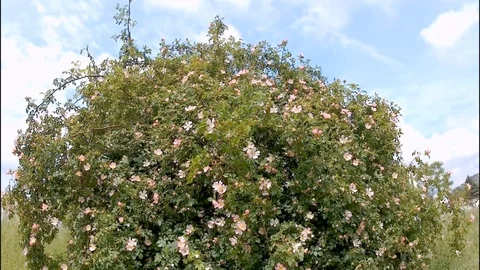 Rose hip Video stock 108413507