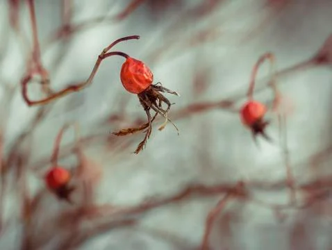 Rose hip fruit macro 库存照片
