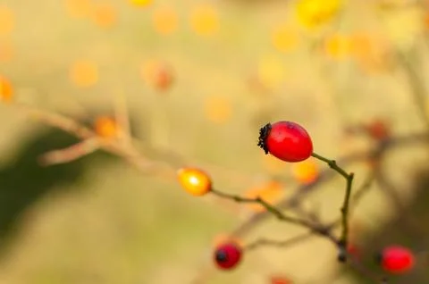 Rose Hip fruit. Fotos Stock