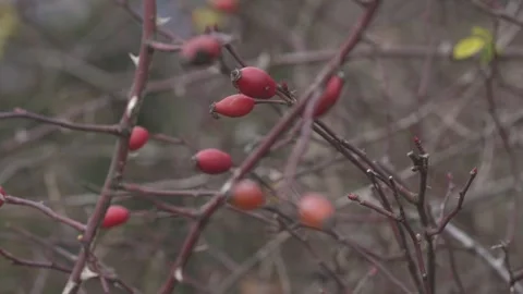 Rose Hip Fruit on Wild Rose Bush Stock Footage 323473465