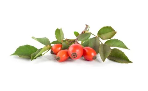 Rose hip isolated Stock Photos