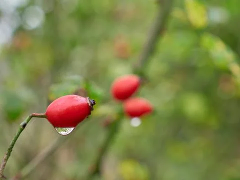 Rose hip in the morning Stock Photos