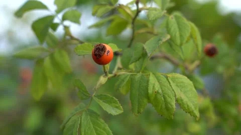 Rose Hip or Dog Rose plant view from left to right Stock Footage 248831253