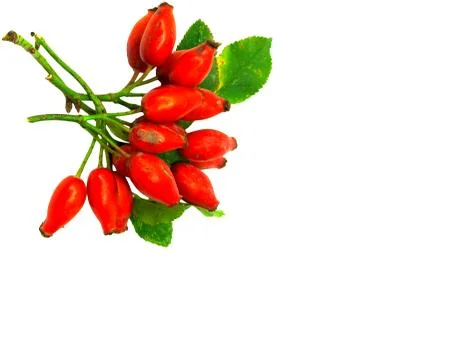 Rose hip Stock Photos