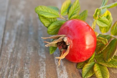 Rose hip Stock Photos