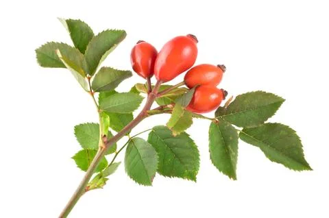 Rose hip Stock Photos