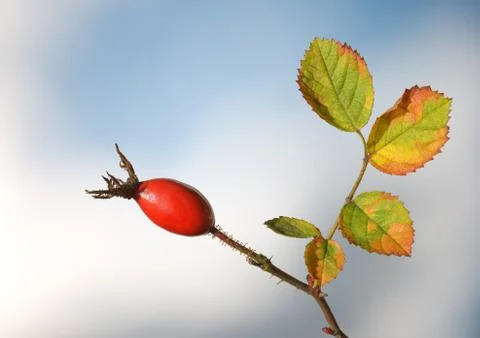 Rose hip Stock Photos