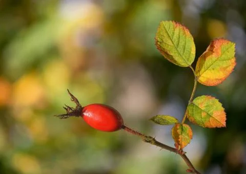 Rose hip Stock Photos