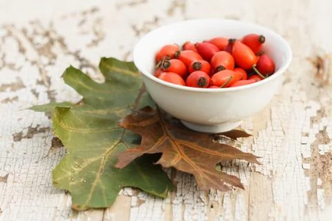 Rose hip Stock Photos