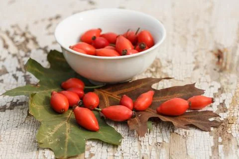 Rose hip Stock Photos