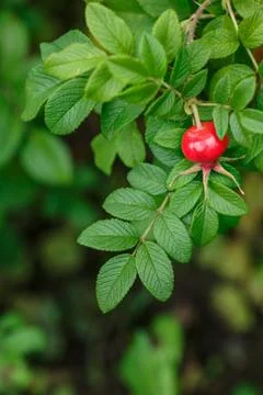 Rose hip Stock Photos