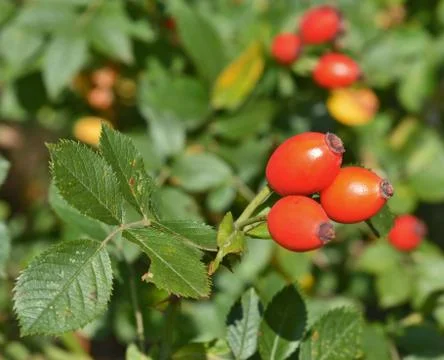Rose hip Stock Photos