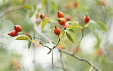 Rose hip Stock Photos