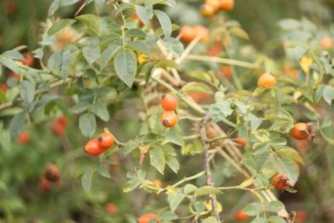 Rose hip Stock Photos