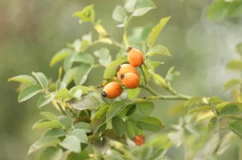 Rose hip Stock Photos