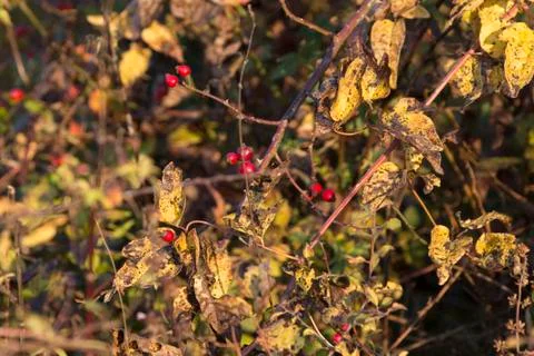 Rose hip Stock Photos