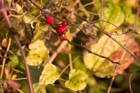 Rose hip Stock Photos