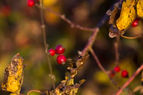 Rose hip Stock Photos