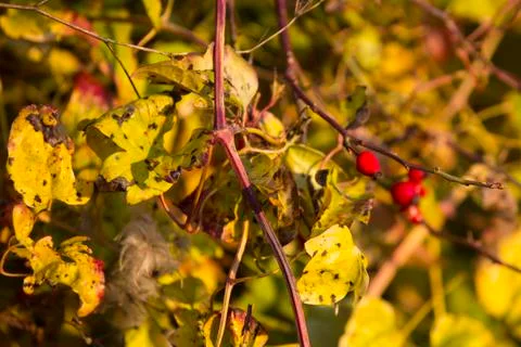 Rose hip Stock Photos